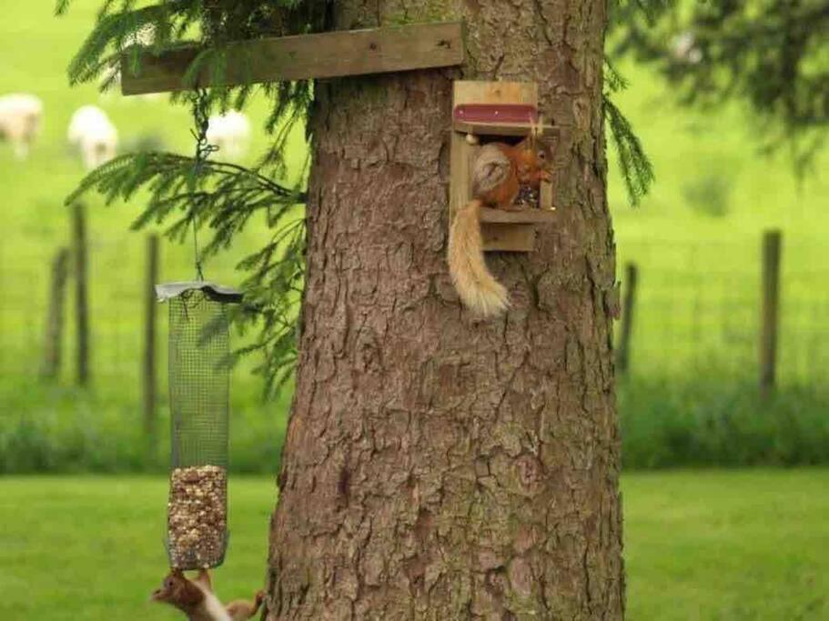 Secluded Pine 1 Apartment *